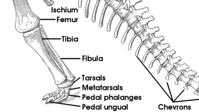 Clipping of a fibula from a drawing of a rear leg of a sauropod. Courtesy of svpow.com